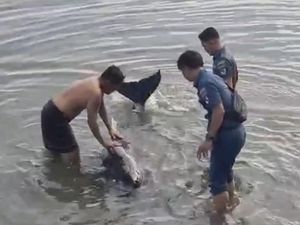 Lumba-lumba Penuh Luka Terdampar di Pantai Selayar, Dievakuasi ke Tengah Laut