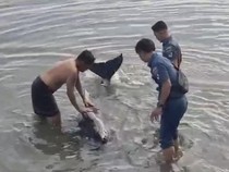 Lumba-lumba Penuh Luka Terdampar di Pantai Selayar, Dievakuasi ke Tengah Laut