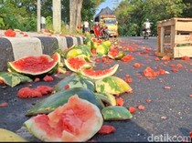 Pikap Angkut Semangka Terguling di Kulon Progo, Muatan Berhamburan di Jalan