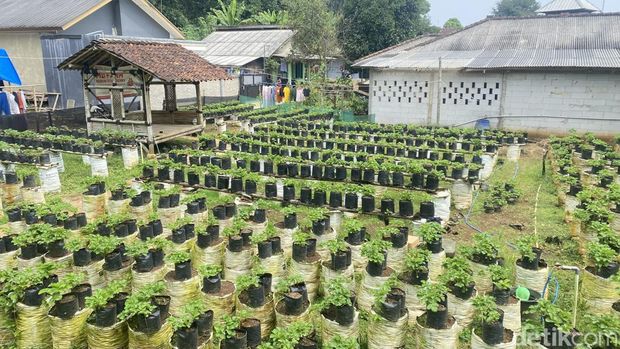 Muhamad Dikri, petani milenial asal Sukabumi