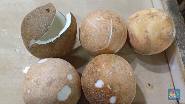 Pantauan harga kelapa di Pasar Rumput, Jakarta Selatan, Selasa (10/6/2025). (CNBC Indonesia/Martyasari Rizky)