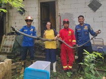 Detik-detik Menegangkan Evakuasi King Kobra Ganti Kulit di Banjarnegara