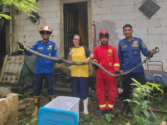 Petugas Damkar Banjarnegara mengevakuasi king kobra di  Desa Pucungbedug, Kecamatan Purwanegara, Senin (9/6/2025).