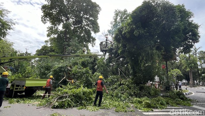 Petugas membersihkan batang pohon tumbang di Jalan Sudirman Medan. (Kartika Sari/detikSumut)