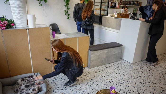 A person takes pictures of mini pigs in the first mini-pig cafe in Ukraine, which was recently opened by a family, who returned to Ukraine after spending two years as refugees in France, amid Russia's attack on Ukraine, in Kyiv, Ukraine, May 28, 2025. REUTERS/Alina Smutko TPX IMAGES OF THE DAY