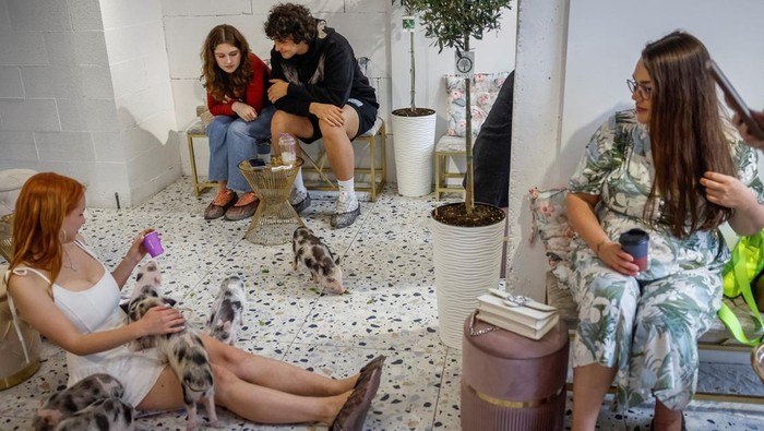 A person takes pictures of mini pigs in the first mini-pig cafe in Ukraine, which was recently opened by a family, who returned to Ukraine after spending two years as refugees in France, amid Russia's attack on Ukraine, in Kyiv, Ukraine, May 28, 2025. REUTERS/Alina Smutko     TPX IMAGES OF THE DAY