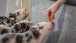 Potret Anak-anak Babi Jadi Terapi Jiwa bagi Warga Kyiv di Tengah Perang