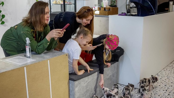 A person takes pictures of mini pigs in the first mini-pig cafe in Ukraine, which was recently opened by a family, who returned to Ukraine after spending two years as refugees in France, amid Russia's attack on Ukraine, in Kyiv, Ukraine, May 28, 2025. REUTERS/Alina Smutko     TPX IMAGES OF THE DAY