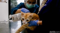 Dokter di Puskeswan Ragunan, Jakarta Selatan, tengah melakukan pengecekan kepada salah satu kucing, Selasa (10/6/2025).