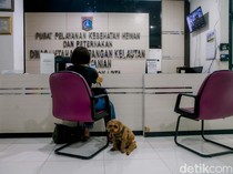 Rencana Subsidi BPJS Hewan Puskeswan untuk Bantu Warga Kurang Mampu