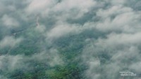 hamparan hutan sawit