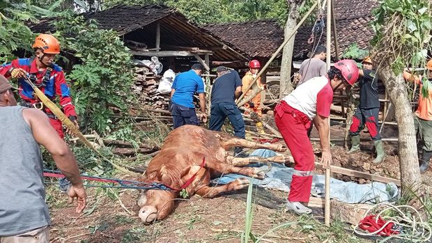 Damkarmat Gunungkidul mengevakuasi sapi yang terperosok ke resapan air di Kenteng, Pacarejo, Semanu, Gunungkidul, Rabu (11/6/2025).