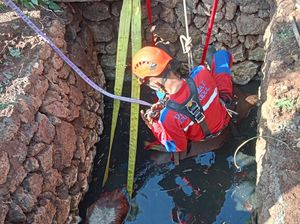Kabur Saat Hendak Dibawa ke Pasar, Sapi 5 Kuintal Tercebur Sumur di Gunungkidul