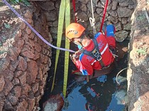 Kabur Saat Hendak Dibawa ke Pasar, Sapi 5 Kuintal Tercebur Sumur di Gunungkidul