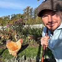 Dalam sejumlah kontennya di Instagram, David kerap mengurus ayam-ayamnya. Mulai dari mengejar dan menangkap ayamnya. Foto: dok. Instagram @davidbeckham
