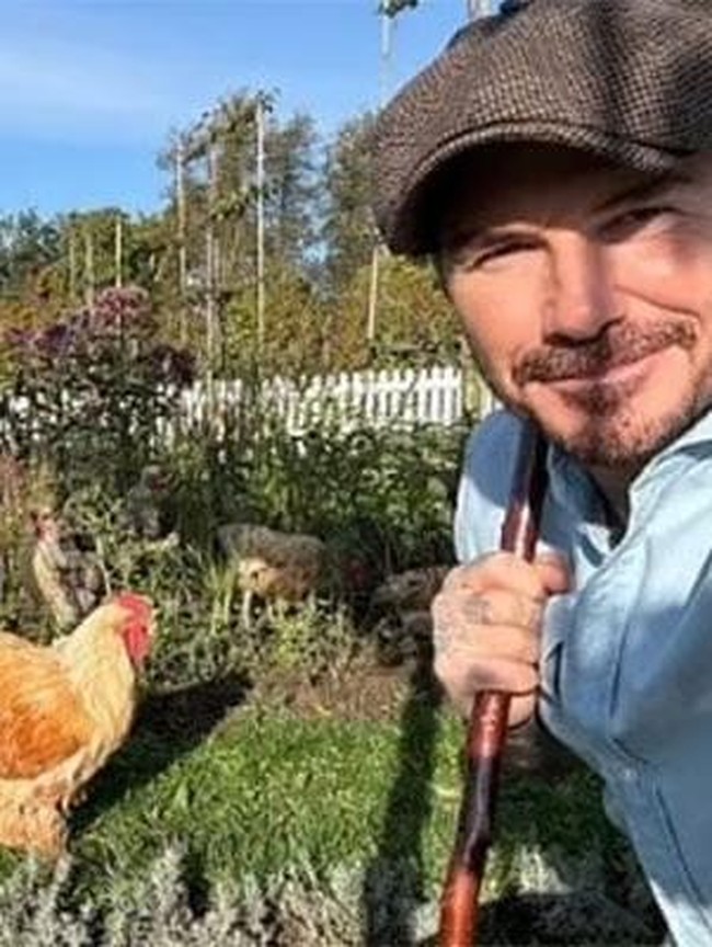 Dalam sejumlah kontennya di Instagram, David kerap mengurus ayam-ayamnya. Mulai dari mengejar dan menangkap ayamnya. Foto: dok. Instagram @davidbeckham