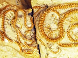 Fosil Ular Berumur 38 Juta Tahun Ubah Pemahaman Evolusi