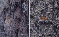 Foto What I See Vs. What I Take