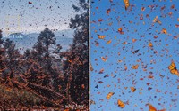 Foto What I See Vs. What I Take