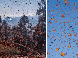 What I See Vs What I Take: Foto Keren Tunjukkan Mata Fotografer