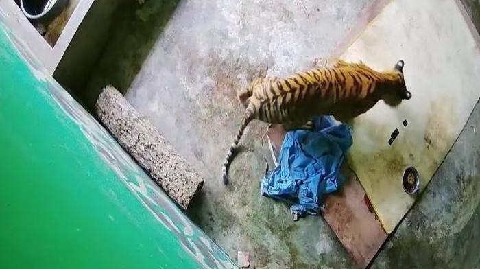 Harimau Sumatera di Jambi saat masih dirawat intensif.