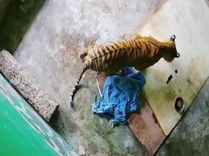 Video: Sedih, Harimau Sumatera yang Terjerat Sling Baja di Jambi Akhirnya Mati