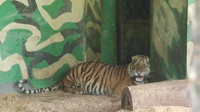 Harimau Sumatera yang terjerat sling baja di Jambi mati.