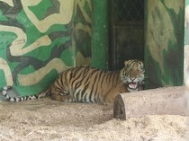 Harimau Sumatera yang Terjerat Sling Baja di HTR Jambi Mati