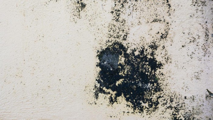 Ilustrasi black mold