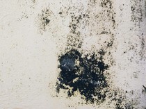 Black Mold Bisa Muncul di Dinding Kamar Mandi, Ini Cara Atasinya!