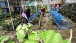 Kampung Asri, Bumi pun Berseri