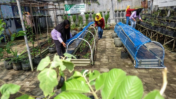 Kampung Asri, Bumi pun Berseri Warga merawat berbagai tanaman yang dikelola secara swadaya pada Program Kampung Iklim (Proklim) di Panularan, Laweyan, Solo, Jawa Tengah, Rabu (11/6/2025). Program kampung iklim tersebut dalam rangka meningkatkan kesadaran dan partisipasi masyarakat dalam menghadapi perubahan iklim, membantu mengurangi risiko bencana, meningkatkan ketahanan pangan dan menjaga keberlanjutan lingkungan. ANTARAFOTO/Maulana Surya/agr *** Local Caption ***