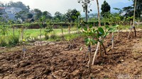 Karena kolam retensi ini mengusung konsep agroforestry Pemkot Bandung juga menanam banyak pohon yang berfungsi untuk menyerap air.