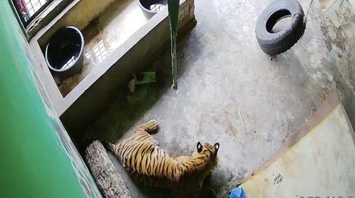Kondisi harimau di dalam kandang ketika masih dalam perawatan.