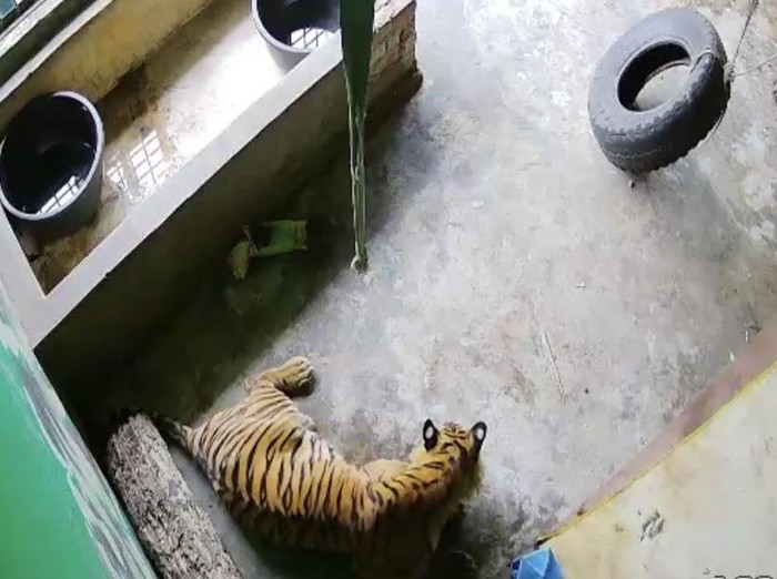 Kondisi harimau di dalam kandang ketika masih dalam perawatan.