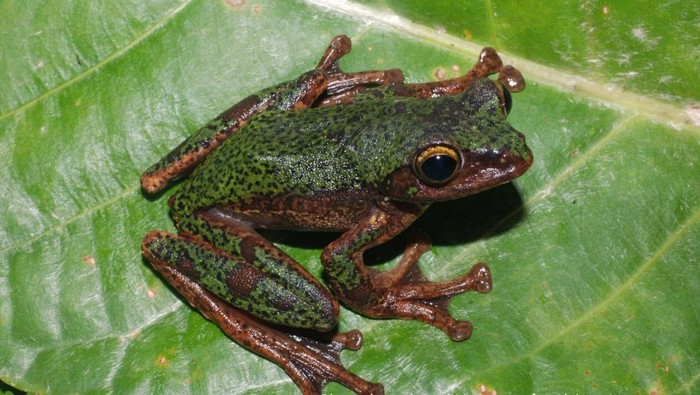 Spesies baru katak pohon endemik di Sulawesi yang dinamakan Rhacophorus boeadii.