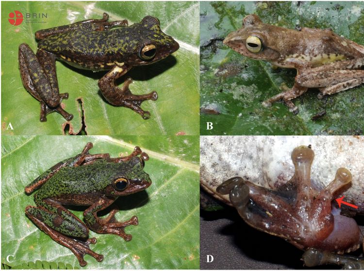 Foto: Melihat Lebih Dekat Spesies Baru Katak Pohon Endemik Sulawesi