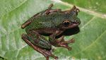 Foto: Melihat Lebih Dekat Spesies Baru Katak Pohon Endemik Sulawesi