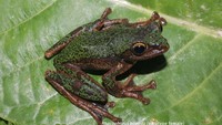 Spesies baru katak pohon dari genus Rhacophorus yang ditemukan di dua lokasi berbeda di Pulau Sulawesi, yakni Gunung Katopasa dan Gunung Gandang Dewata. Foto: Dokumentasi BRIN