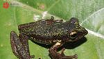 Foto: Melihat Lebih Dekat Spesies Baru Katak Pohon Endemik Sulawesi