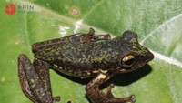 Peneliti Herpetologi BRIN, Amir Hamidy, menjelaskan bahwa R boeadii sp.nov. memiliki karakter morfologis yang membedakannya dari tiga spesies Rhacophorus Sulawesi lainnya, yakni R edentulus, R georgii, dan R monticola. Foto: Dokumentasi BRIN