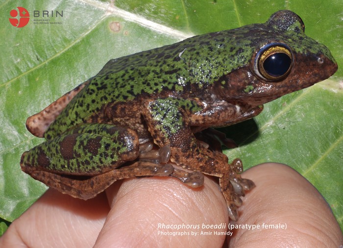 Spesies Baru Katak Pohon Endemik Sulawesi Spesies Baru Katak Pohon Endemik Sulawesi