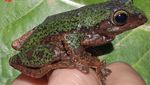 Foto: Melihat Lebih Dekat Spesies Baru Katak Pohon Endemik Sulawesi