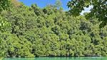 Selamat Datang di Wajah Baru Danau Kakaban yang Makin Cantik