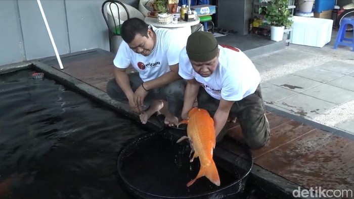 Wadir Intelkam Polda Jatim AKBP Cecep Ibrahim saat menunjukkan ternak ikan koi di halaman rumahnya.