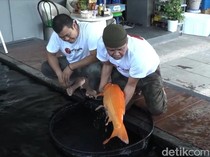 Polisi Surabaya Ternak Koi Raup Untung Puluhan Juta Rupiah Per Bulan