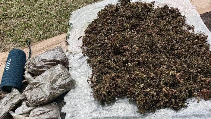 Barang bukti ganja yang ditemukan saat penembakan anggota KKB Pionus Gwijangge di Jayawijaya.