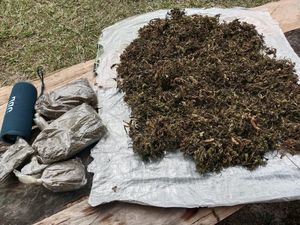 KKB Pimpinan Egianus Kogoya Kelola Kebun Ganja di Yahukimo demi Beli Senpi