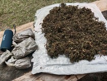 HP Egianus Kogoya Ditemukan, Terungkap KKB Punya Kebun Ganja untuk Beli Senpi