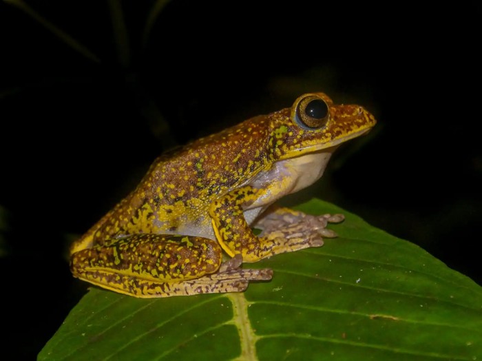 Katak terbang Rhacophorus rhyssocephalus